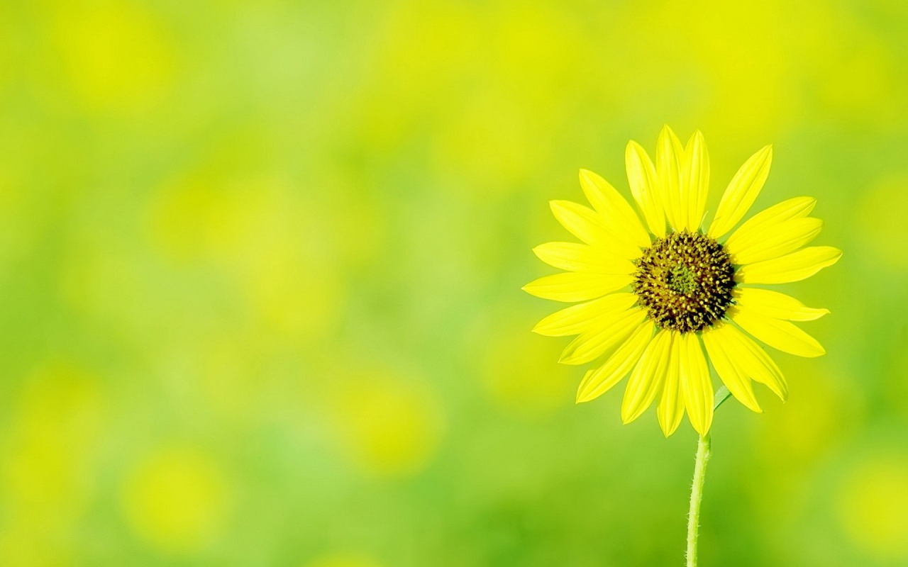 Yellow Chamomile