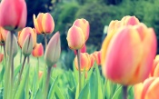 Delicate Color of Tulips