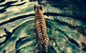 Tiger Chose Water