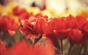 Red Flowers, macro