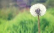 Dandelion, macro