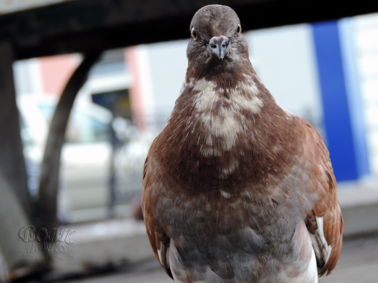 Pigeon posing on camera