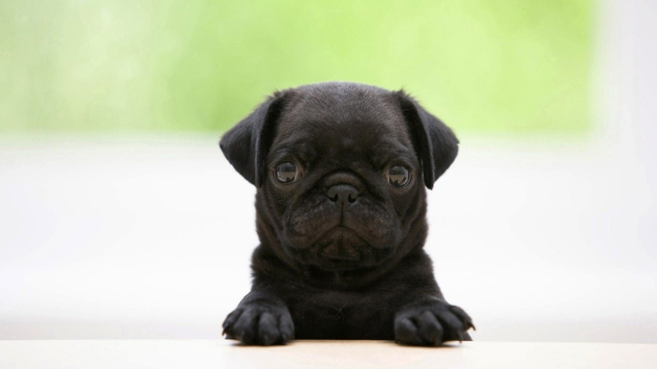 Black Puppy