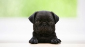 Black Puppy