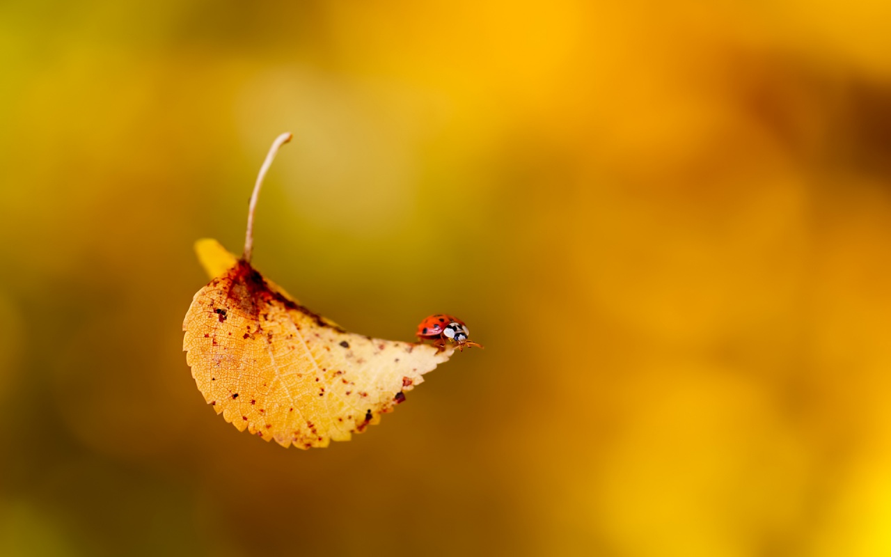 Journey on the Yellow Leaf
