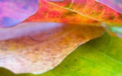 Leaves macro