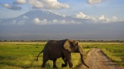 Elephant Crossing the Road