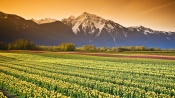 Field of Tulips