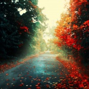 Road in Bright Autumn Colors