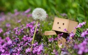 Danbo and Dandelion