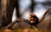 Squirrel Basking in the Sun