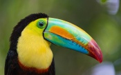 Parrot With Big Colorful Beak