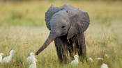 Small Elephant