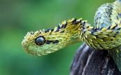 Hairy Bush - Viper Snake