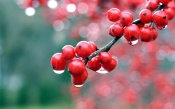 Red berries