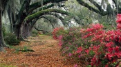 Magnolia Plantation, Charleston, South Carolina
