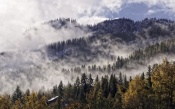 Forest, Sky, Clouds