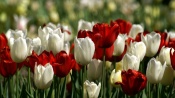 Red and White Tulips