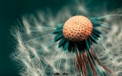 Dandelion Macro