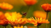 Bee and Orange Flowers
