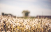 Field of Dandelions