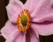 Pink Flower With Water Droplets, macro