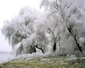White Frost and Green Grass