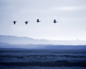 Four Birds in Misty Morning