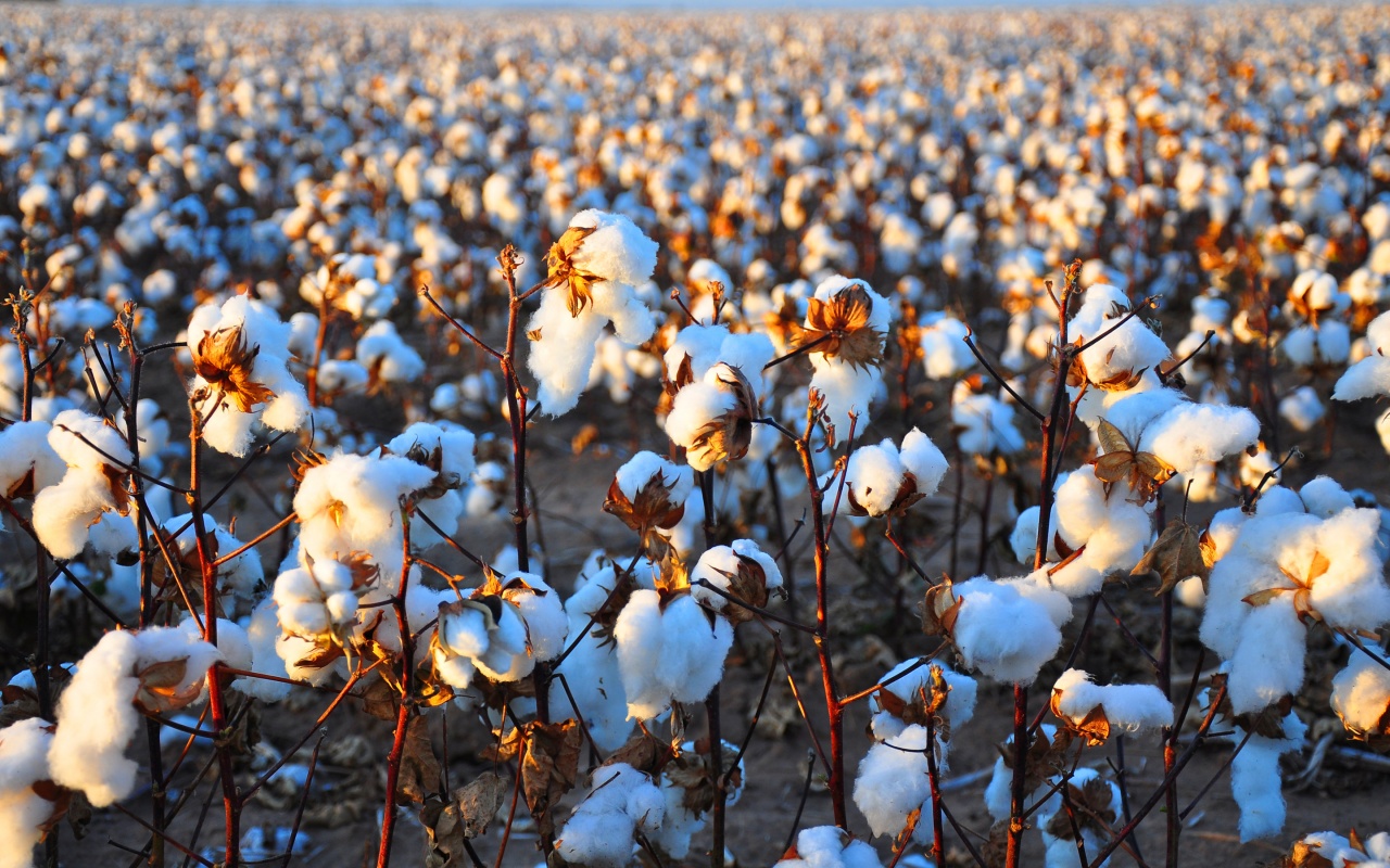 Cotton Field