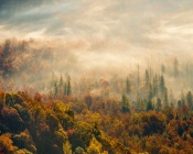 Fog Descended on the Forest