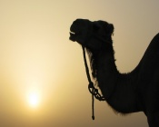 Camel Silhouette