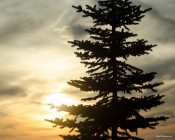 Spruce at Sunset