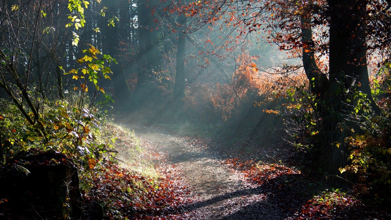 Trail in the Woods