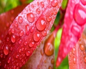 Pink Leaves With Big Water Drops