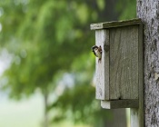 Sparrow in a Birdhouse