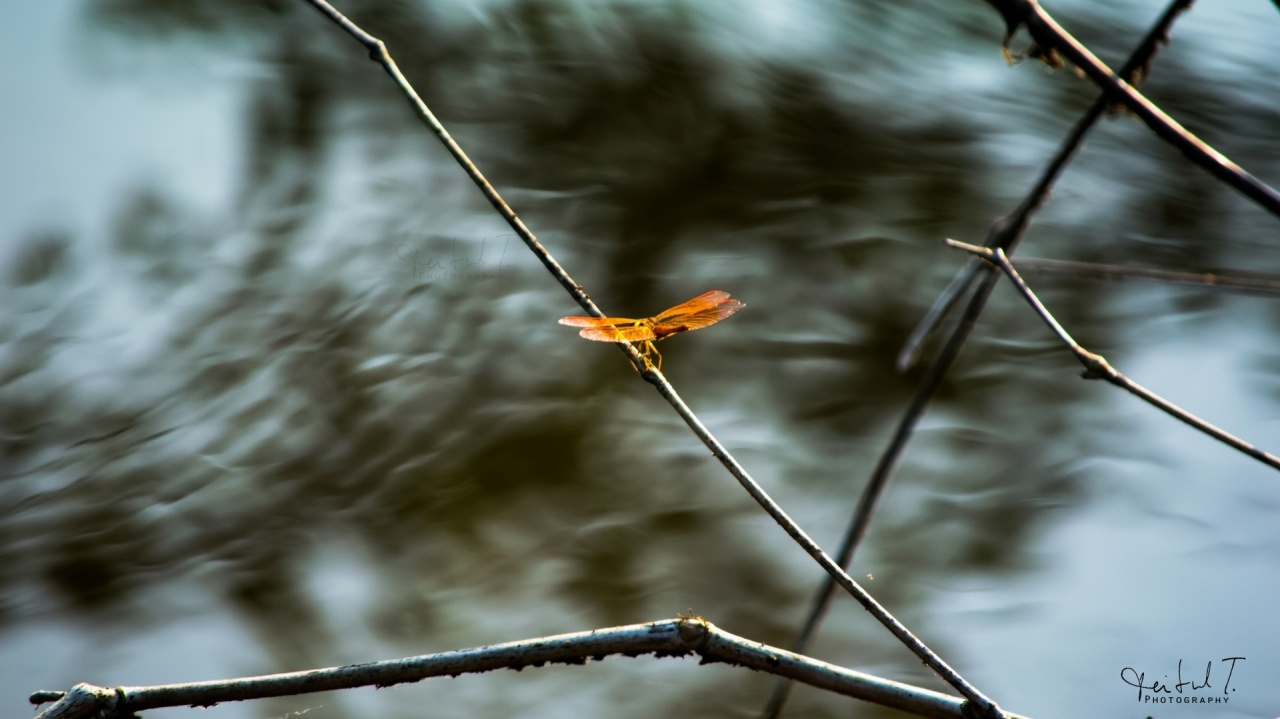 Flying Dragonfly