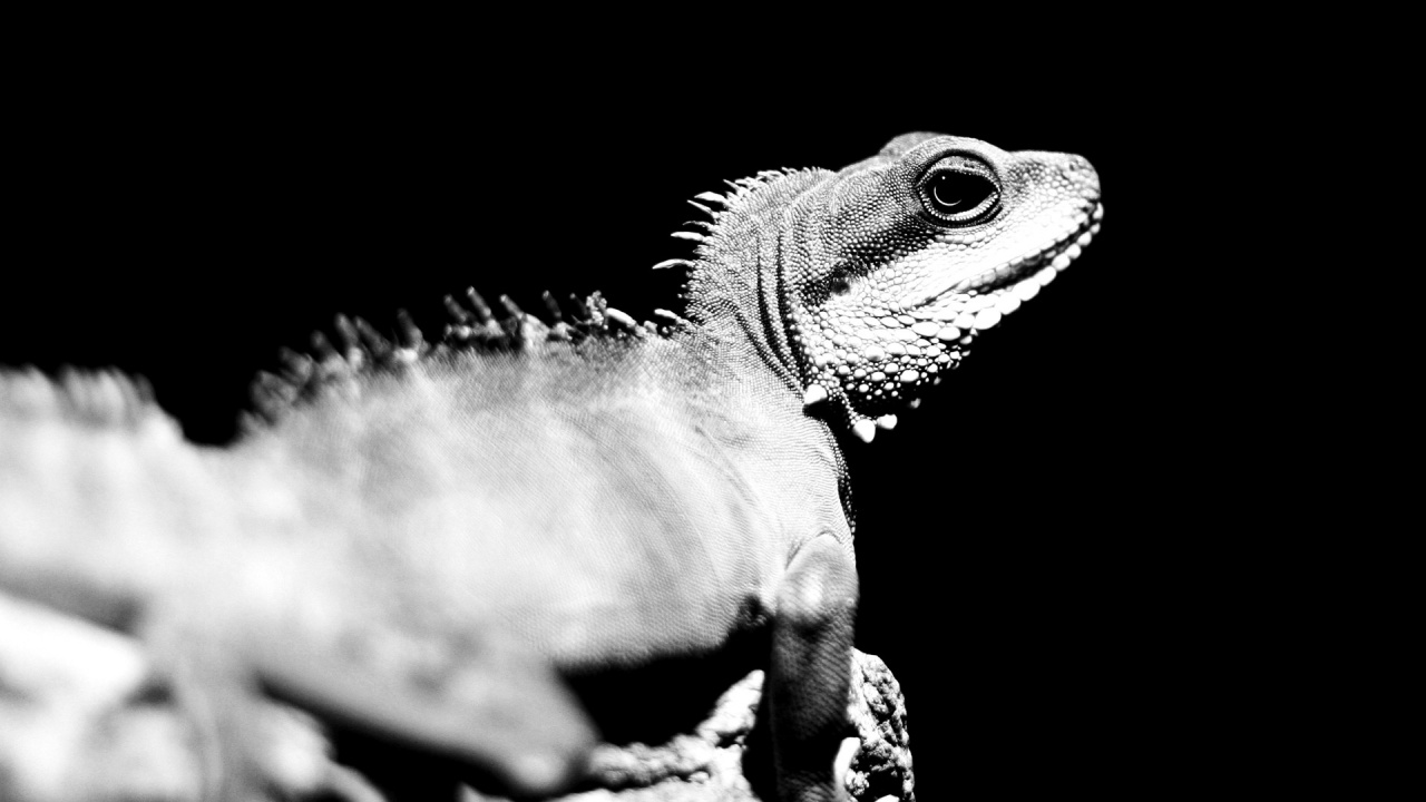 Lizard, Black and White