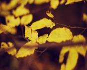 Yelow Leaves, Fall